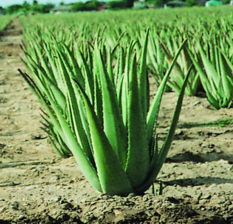 La aloe vera es un cultivo emergente