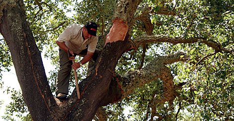 La explotación de recursos, uno de los trabajos forestales relevantes