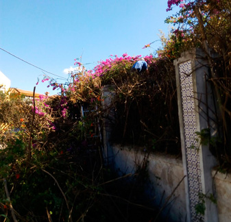 Desbroce en un finca de Cádiz no habitada