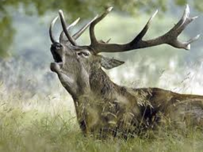 Muere un cazador en Jaén