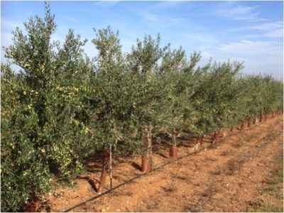 Andalucía pone en marcha una aplicación web para calcular las necesidades de riego del olivar