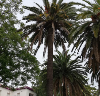 Palmeras podadas en una clínica de Córdoba