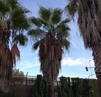 Poda en altura de palmeras en una comunidad de vecinos