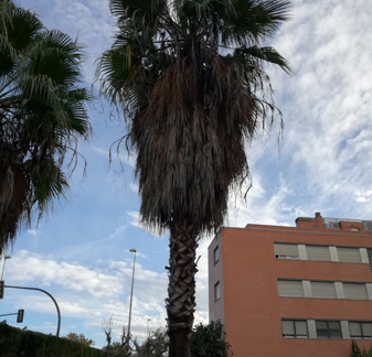 Palmeras en la Sierra de Córdoba