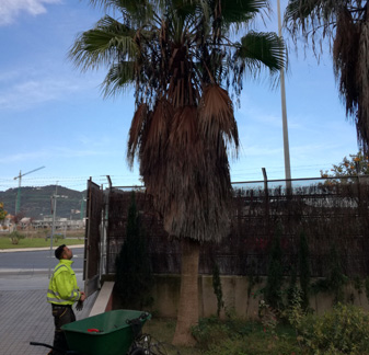 Los restos de la poda de palmeras se trasladan a un punto limpio