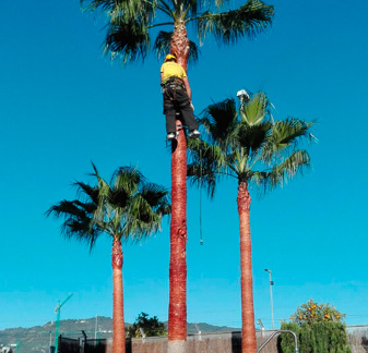 Trabajos de jardineria: afeitado de tronco de palmera