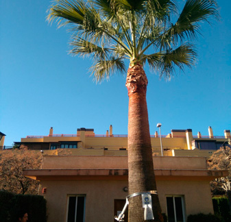 Retirada de hojas secas de palmera variedad Wachintonia finifera