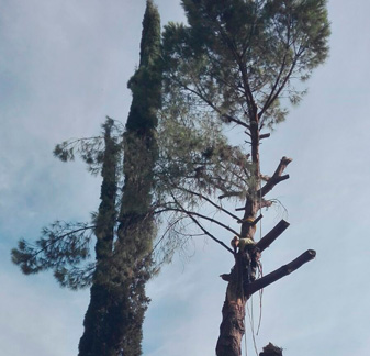 Equipo de ForAgro podando un árbol