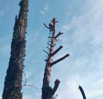 Finalización de poda de un árbol