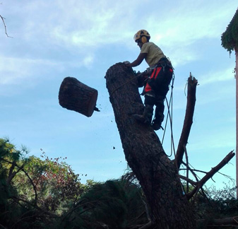 ForAgro realiza poda de árboles en altura