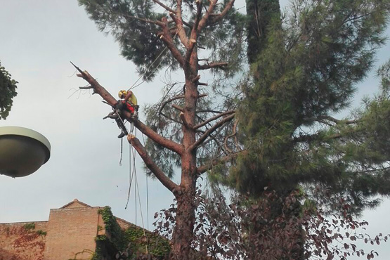 Podas de árboles o podas en altura