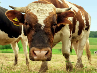 El Gobierno de Castilla-La Mancha levanta la inmovilización del ganado en casi toda la región