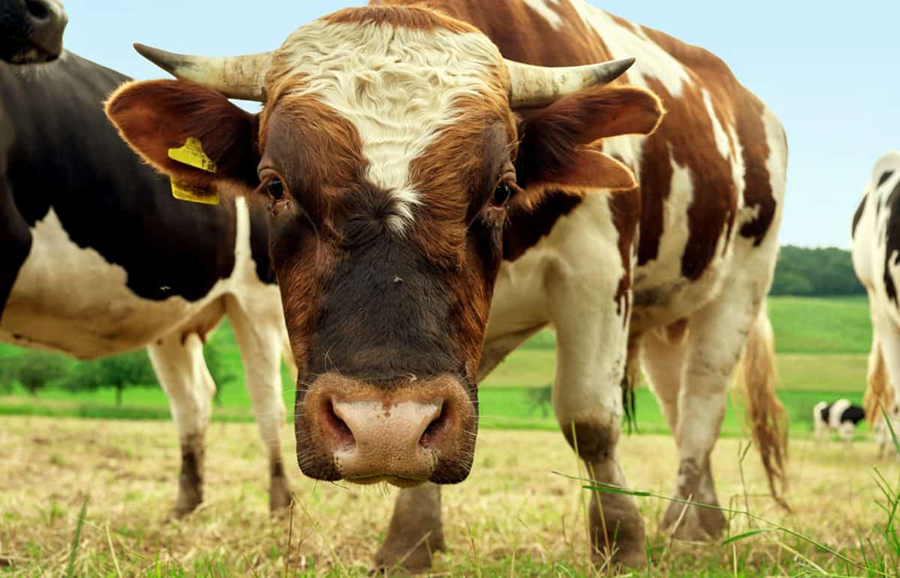 El Gobierno de Castilla-La Mancha levanta la inmovilización del ganado en casi toda la región