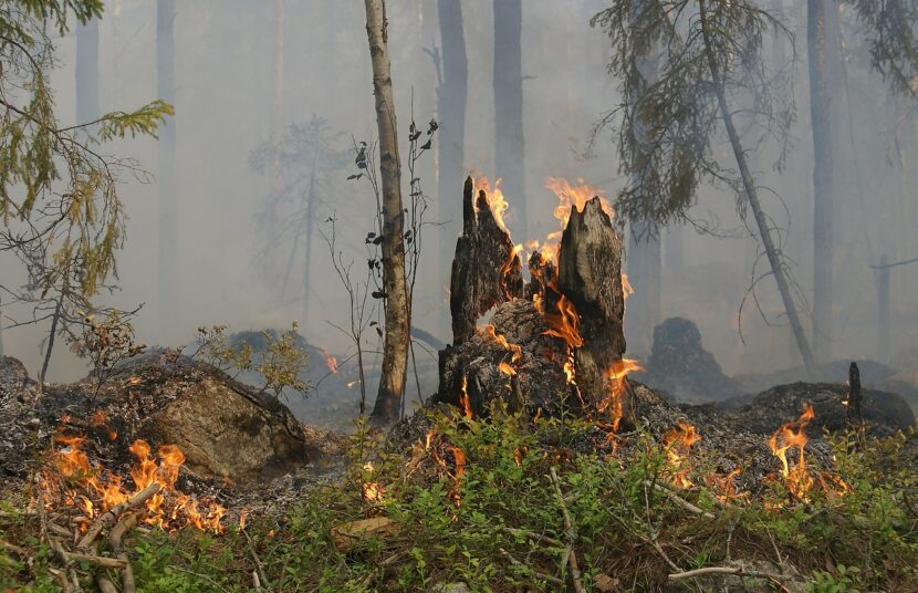 Medidas excepcionales y temporales en materia de prevención, vigilancia y extinción de incendios forestales