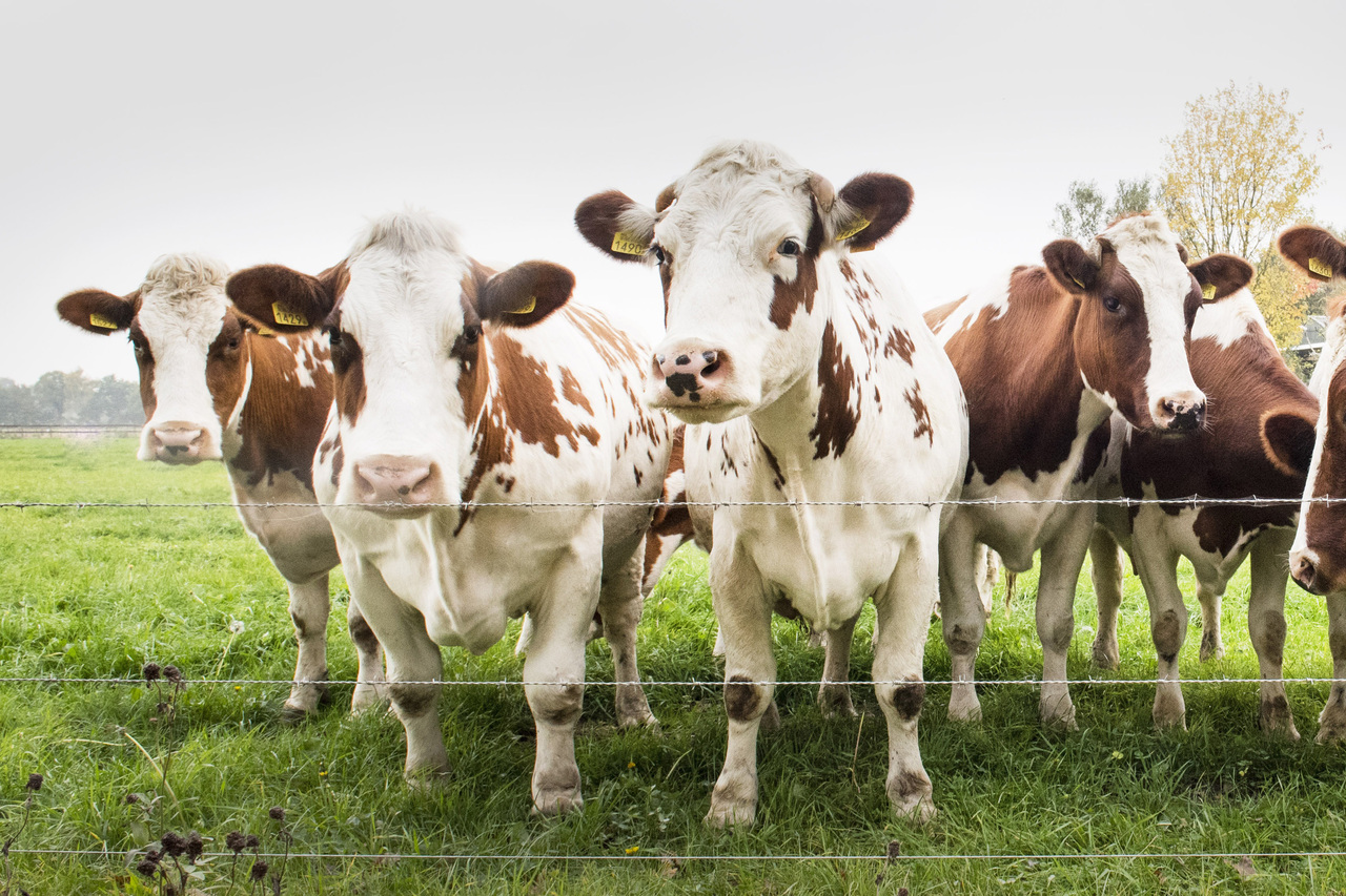 Castilla-La Mancha publica ayudas a la repoblación en explotaciones bovinas, ovinas y caprinas