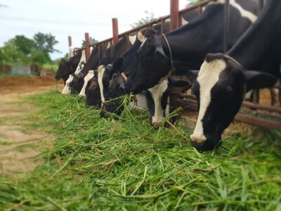 Prorrogan la excepción de alimentación para el ganado ecológico en Andalucía